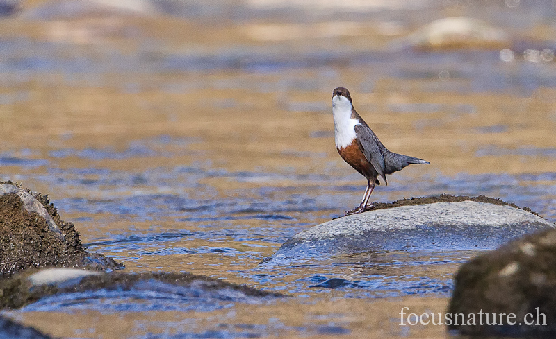 Cincle 9297.jpg - Cincle plongeur, White-throated Dipper, Cinclus cinclus (Genève, Suisse, février 2012)